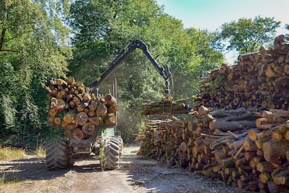 Alrededor de un 40% de las plantaciones forestales va a madera sólida