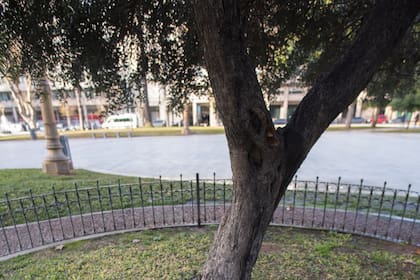 Alrededor del olivo plantado por Jorge Bergoglio hace 22 años en la Plaza de Mayo, se montó una carpa por la paz en Ucrania
