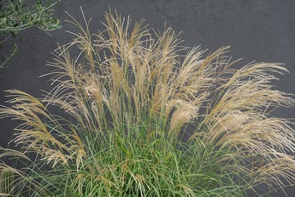 Altura, textura y movimiento: el sello inconfundible del Miscanthus sinensis