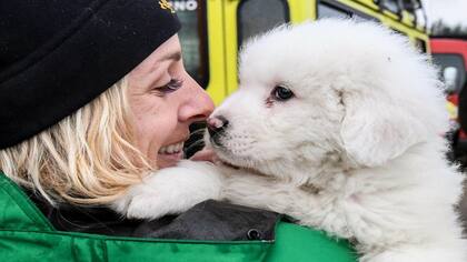 Alud en Italia: encuentran con vida a tres cachorros en el hotel sepultado
