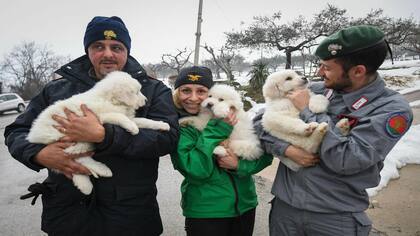 Alud en Italia: encuentran con vida a tres cachorros en el hotel sepultado