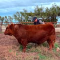 La mitad de “Álvaro”, un toro Angus, se vendió por $300 millones en un espectacular remate