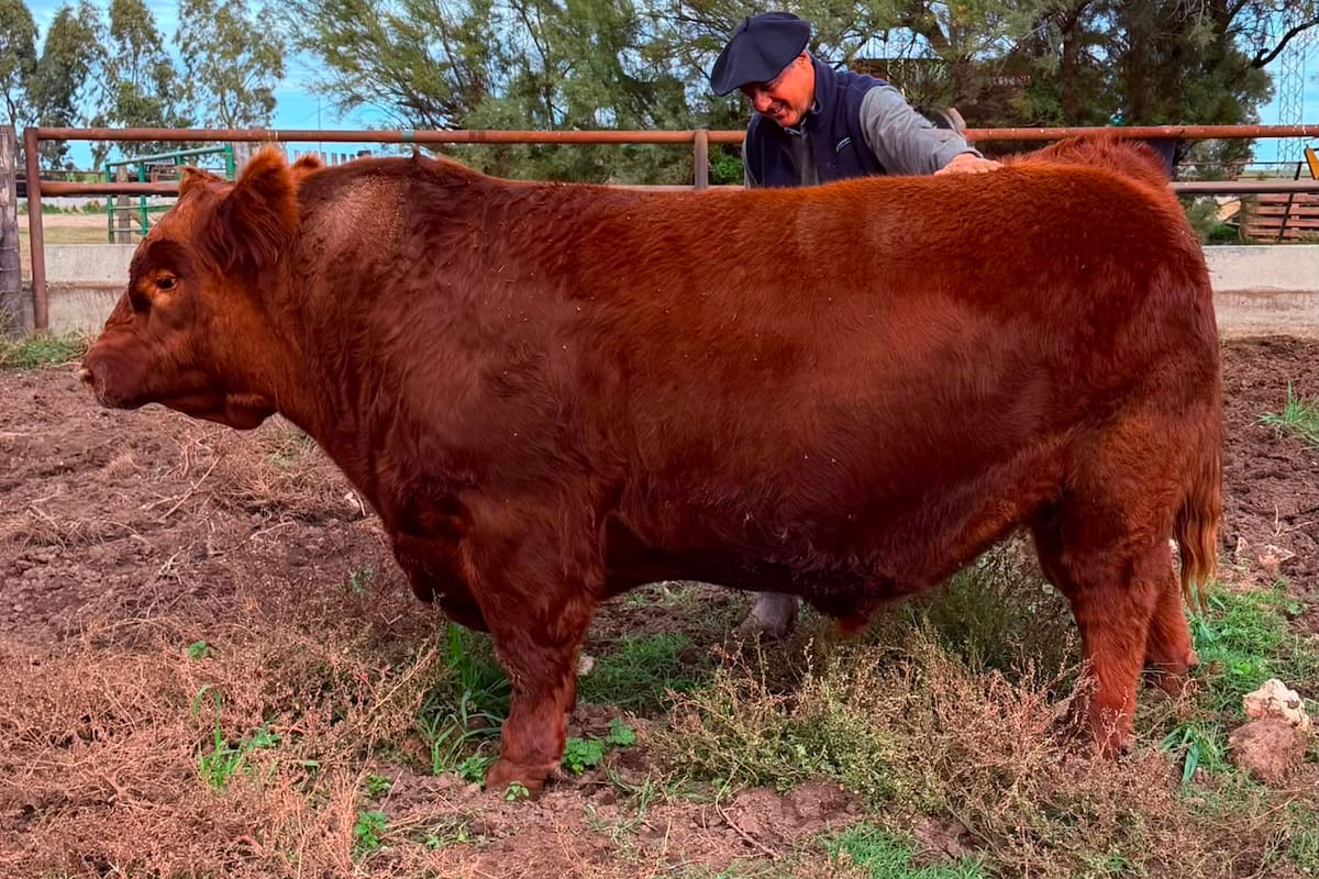 Álvaro, el toro de los $300 millones