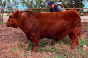 La mitad de “Álvaro”, un toro Angus, se vendió por $300 millones en un espectacular remate