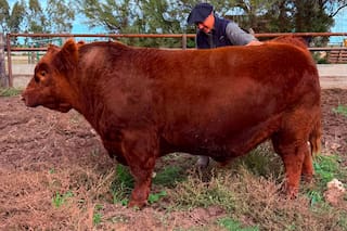 La mitad de “Álvaro”, un toro Angus, se vendió por $300 millones en un espectacular remate
