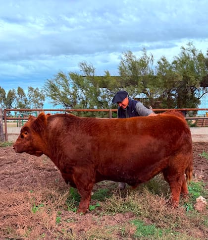 Álvaro, el toro de los $300 millones