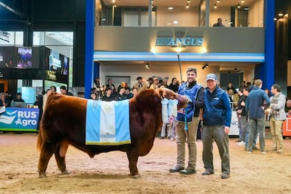 Álvaro fue Gran Campeón Macho Colorado en la última Exposición Angus de Otoño y obtuvo el premio de 3° Mejor Toro en la Exposición Rural de Palermo
