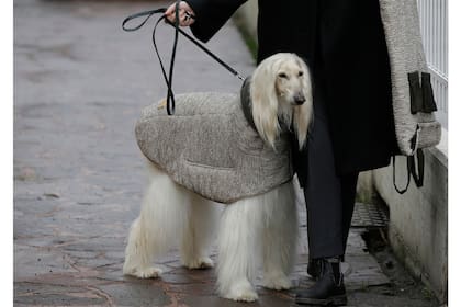 Un galgo afgano, vestido con un abrigo de invierno