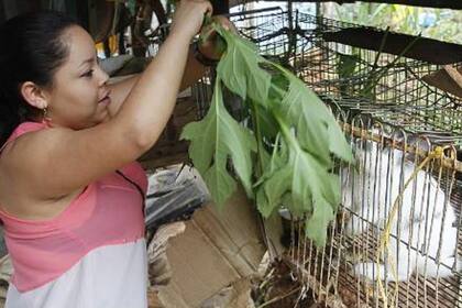 Amaranto es una de las zonas más pacíficas de Ciudad Bolívar. Sus habitantes no tienen memoria de la última muerte violenta y no se presentan hurtos en las casas o fincas