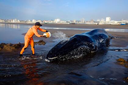 Ambientalistas y vecinos luchaban para salvar al cetáceo