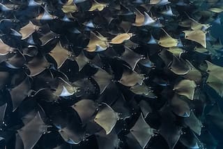 Ambiente: Sin comida en el mar Adriático, cada vez hay más delfines en Venezia