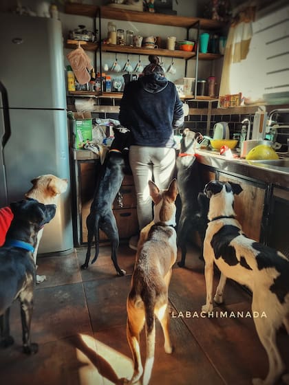 Ambos formaron una gran dupla y se encargan de cuidar a sus mascotas y seguir rescatando