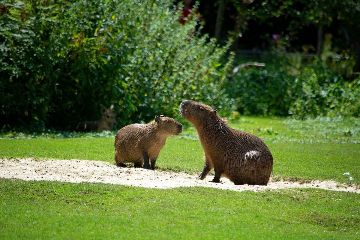 Ambos suelen ser mencionados como la misma especie, pero es frecuente una duda sobre su diferenciación