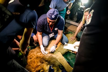 Amir Khalil es un veterinario reconocido a nivel mundial