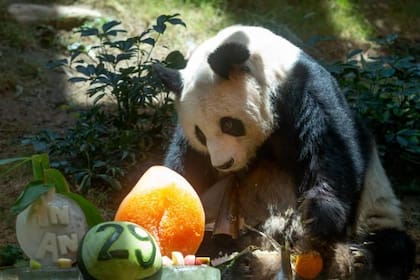 An An sufría de hipertensión arterial, una condición común entre los pandas geriátricos