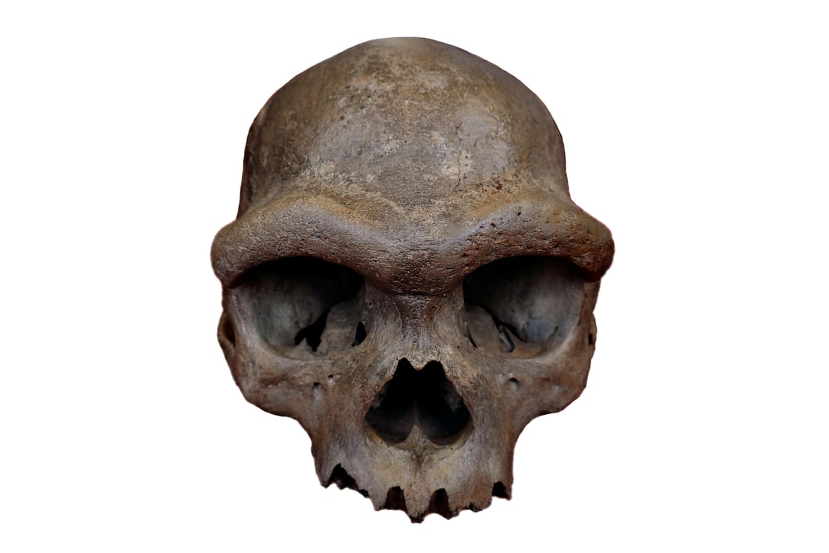 An undated photo provided by Qiaomei Fu shows a skull found in Harbin, China, in 1933, which has been found to contain both Denisovan DNA and Denisovan protein. Fifteen years after the discovery of a new type of human, the Denisovan, scientists discovered its DNA in a fossilized skull. The key? Tooth plaque. (Qiaomei Fu via The New York Times) Ñ NO SALES; FOR EDITORIAL USE ONLY WITH NYT STORY SLUGGED ANCIENT HUMANS FACE BY CARL ZIMMER FOR JUNE 19, 2025. ALL OTHER USE PROHIBITED. Ñ