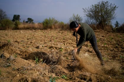 Ana Martínez trabaja la tierra de su familia en Milpa Alta, al sur de la Ciudad de México, México, el jueves 26 de mayo de 2022. (AP Foto/Eduardo Verdugo)