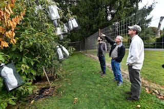 Análisis genético aceleraría la restauración del icónico castaño americano, afirman científicos
