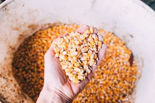 ANÁLISIS-Reputación del USDA se ve afectada por la revisión de superficie de maíz en EE. UU