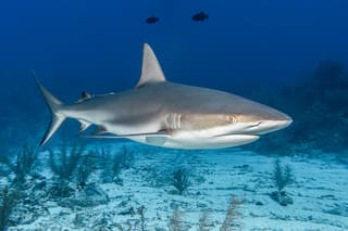 Tiburones de Bahamas dan positivo a cocaína y otras sustancias, y científicos alertan sobre la contaminación humana