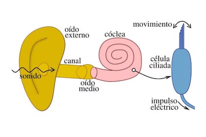 Anatomía del sistema auditivo
