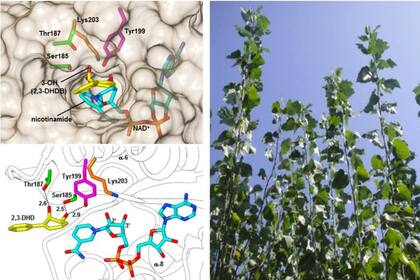 Anclaje del contaminante (amarillo) al centro activo de la enzima que lo oxida. En la reacción participa una molécula de coenzima NAD+ (azul) y varios aminoácidos (coloreados). La energía del proceso se capta en las hojas