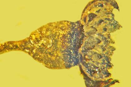 "A pesar de ser tan pequeño, el detalle que aún queda es asombroso", expresó George Poinar. Crédito: OSU