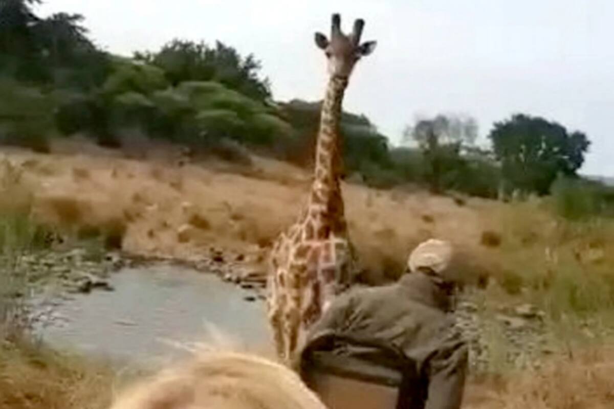 "Al comienzo parecía amigable", comentó uno de los testigos del episodio