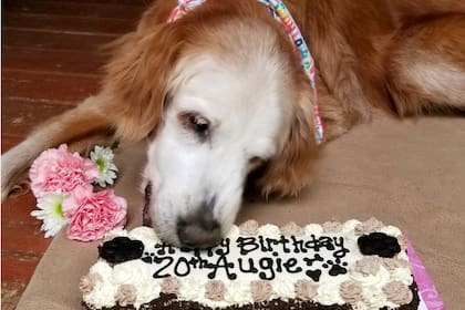 "Augie" festeja con su torta su cumpleaños número 20 (Facebook)