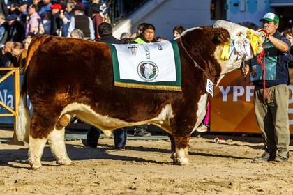 "Bien pensado", el Gran Bicampeón Polled Hereford