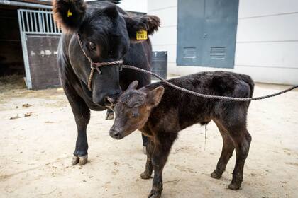 "Blancanieves" con el ternero Angus "De Rossi"