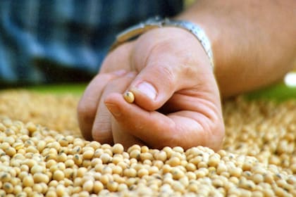 El grano de soja tributa una tasa del 33%
