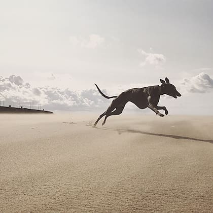Whippet, una de las razas que más sufren el frío