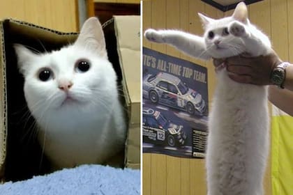 "El gato largo", un clásico en los memes, murió a los 18 años y en las redes lo despidieron con gifs y montajes