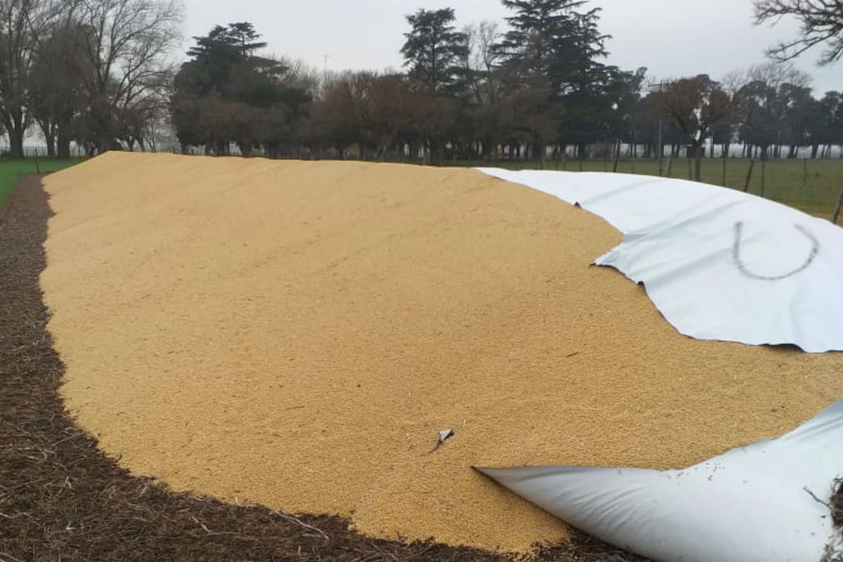 "Es una vergüenza lo que está pasando", se quejó Kling