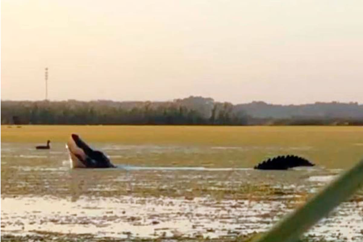 "He vivido en Florida toda mi vida y nunca vi un cocodrilo tan grande", dijeron quienes vieron el video
