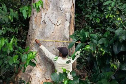 Nuestros cálculos muestran que si desaparece entre un 20 y 25% del bosque amazónico, aumentará la duración de la estación seca y la temperatura, y eso puede llevar a que el bosque tropical de lugar a una vegetación diferente, de sabana