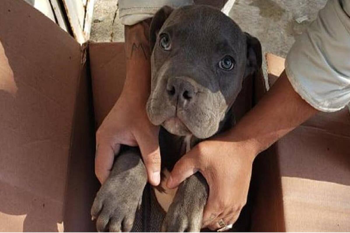 "Nos dejaron este perrito afuera del refugio, dentro de una caja, con una nota y un peluche"