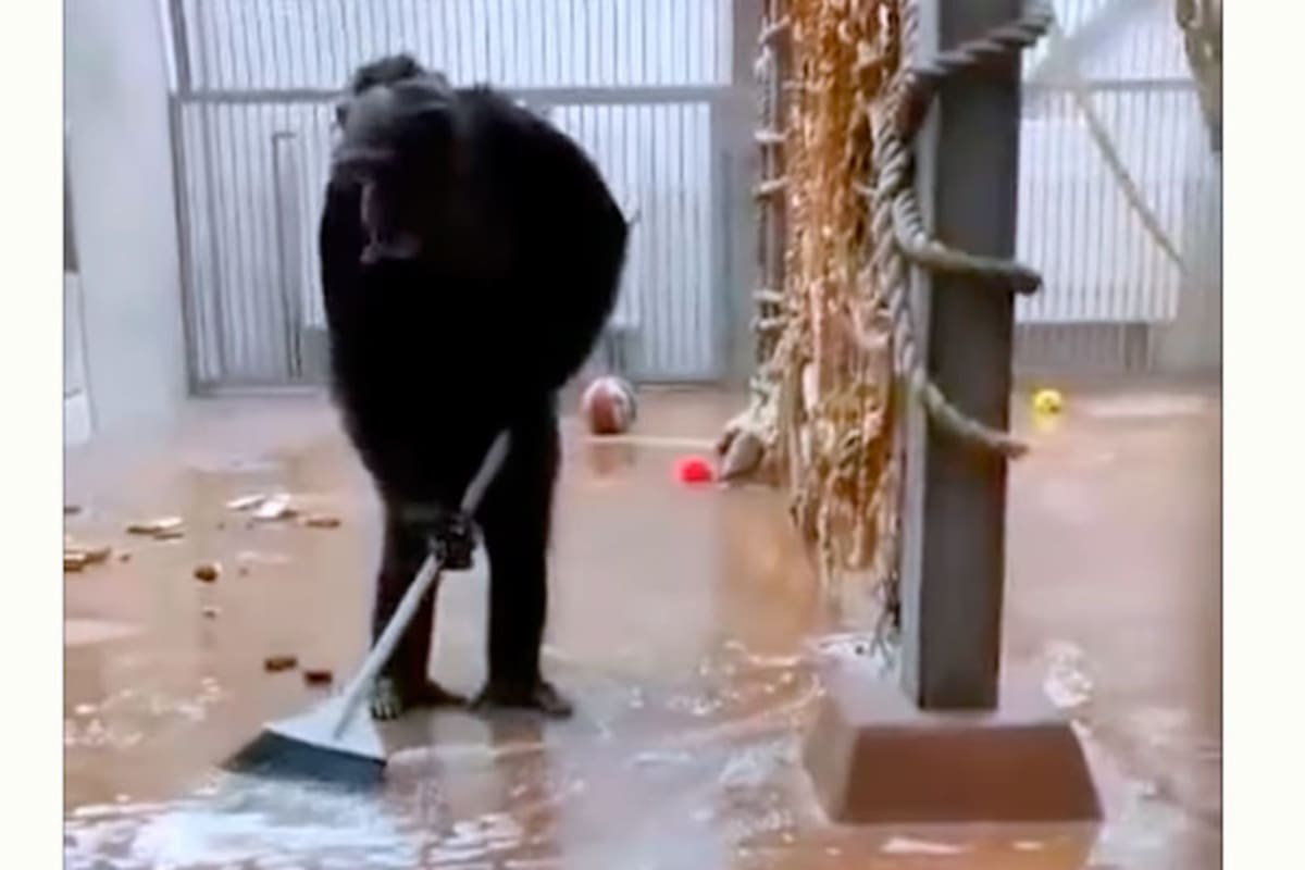 "Nuestro cuidador olvidó el cepillo y no vas a creer lo que pasó después", comentaron los responsables del zoo de Estonia