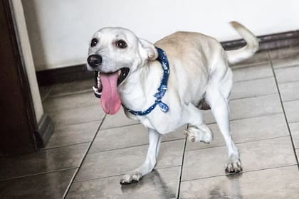 "Tintín", el perro abandonado.