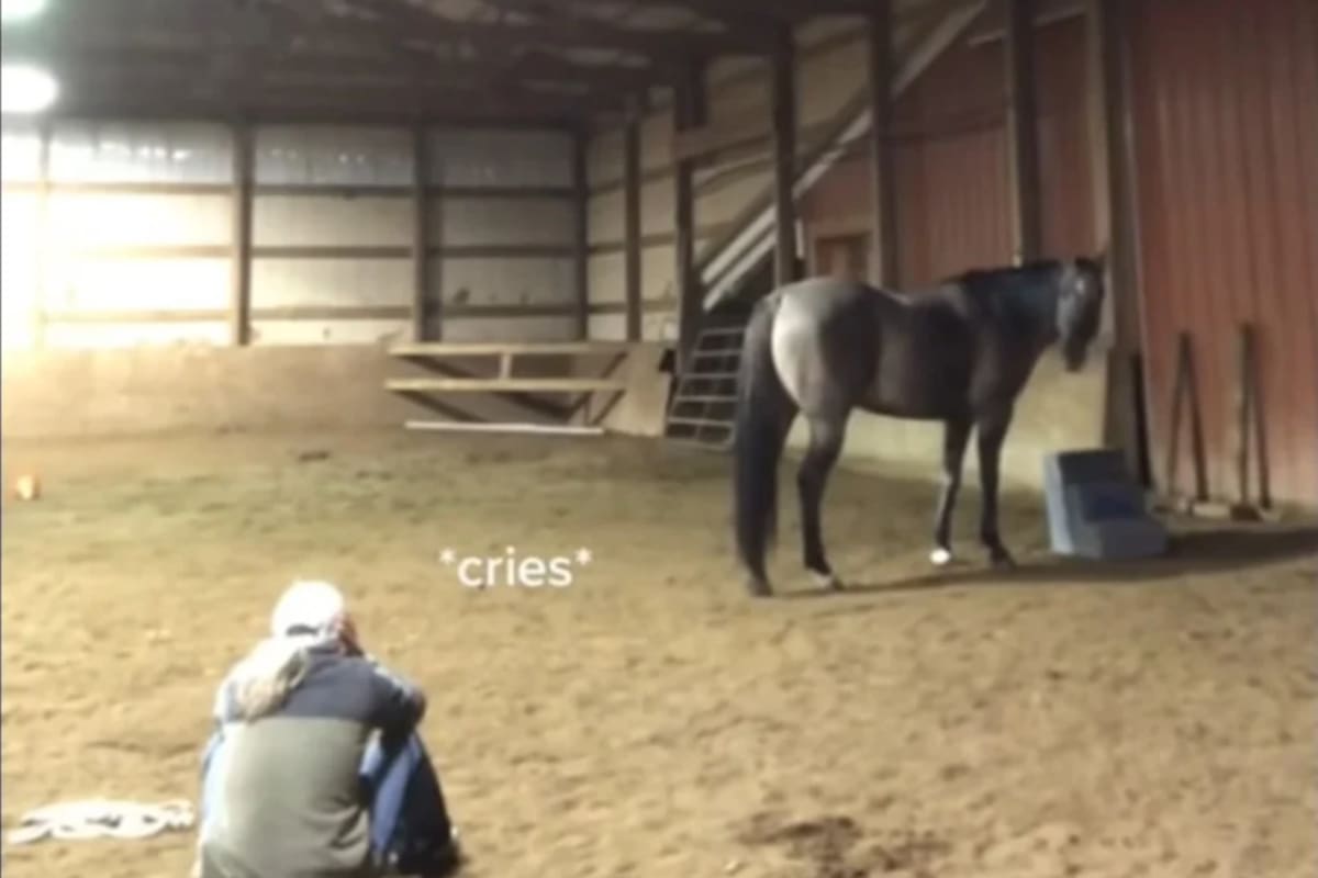 "Voy a fingir que estoy triste para ver cómo reacciona", anticipó la mujer en el video. El resto, pura emoción