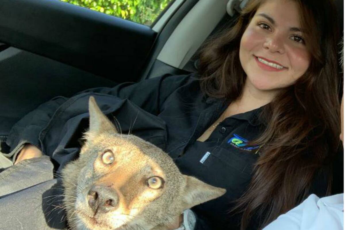 Andrea Athie encontró al animal herido y cuando lo llevó al veterinario se enteró que era un coyoto