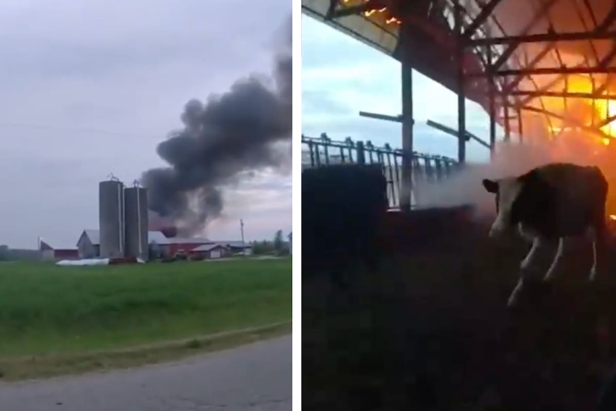 Andrew Crabb, un oficial de la policía de Sturgeon Bay del condado de Door, liberó a tres vacas atrapadas por el fuego