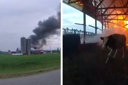 Andrew Crabb, un oficial de la policía de Sturgeon Bay del condado de Door, liberó a tres vacas atrapadas por el fuego