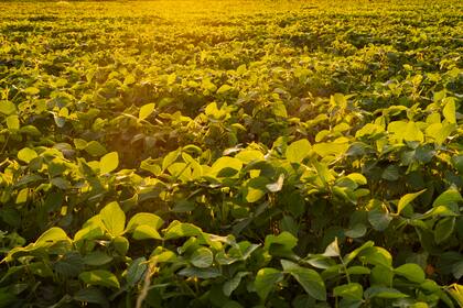 Anec eleva previsiones de exportación de soja y maíz de Brasil en octubre