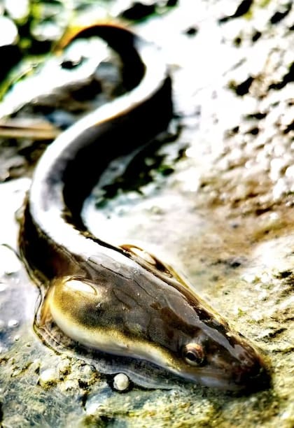 Anguila europea. Miguel Clavero, Author provided
