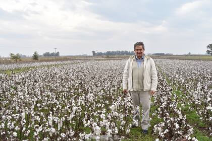 Aníbal Molina en un lote de algodón en Bragado, provincia de Buenos Aires