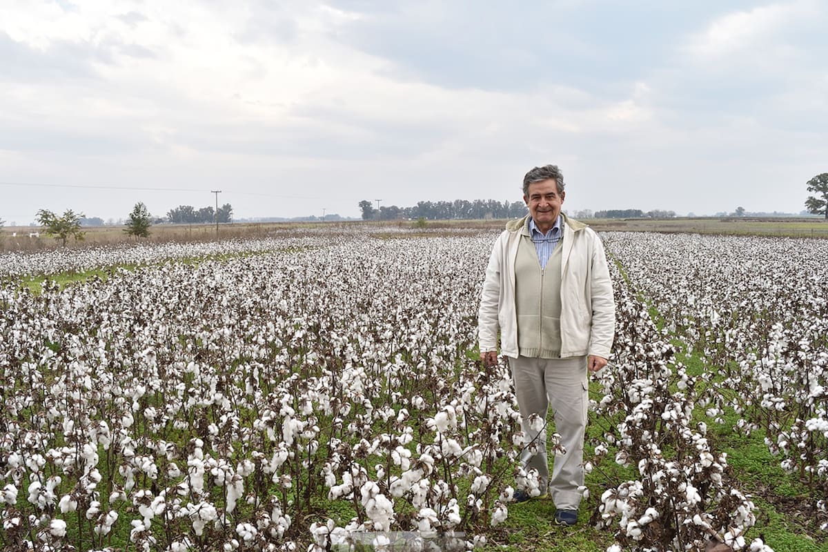 Aníbal Molina en un lote de algodón en Bragado, provincia de Buenos Aires