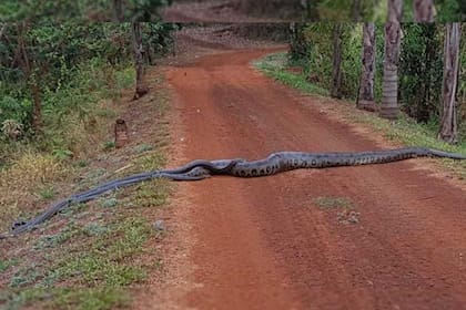 Unos estudiantes que realizaban una caminata por un bosque de Brasil se encontraron con una enorme anaconda acompañada de serpientes de menor tamaño