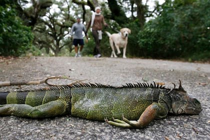 Los habitantes de Florida, en Estados Unidos, se encontrarán con un acontecimiento insólito que llegará en Navidad: el servicio meteorológico anunció una lluvia de iguanas congeladas